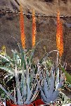 Aloe porphyrostachys ssp. koenenii JL1985 Petra, Jordan (exceptional!) (the real "Jesus-Christ Aloe") small quantity